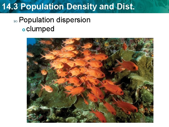 14. 3 Population Density and Dist. Population dispersion clumped 