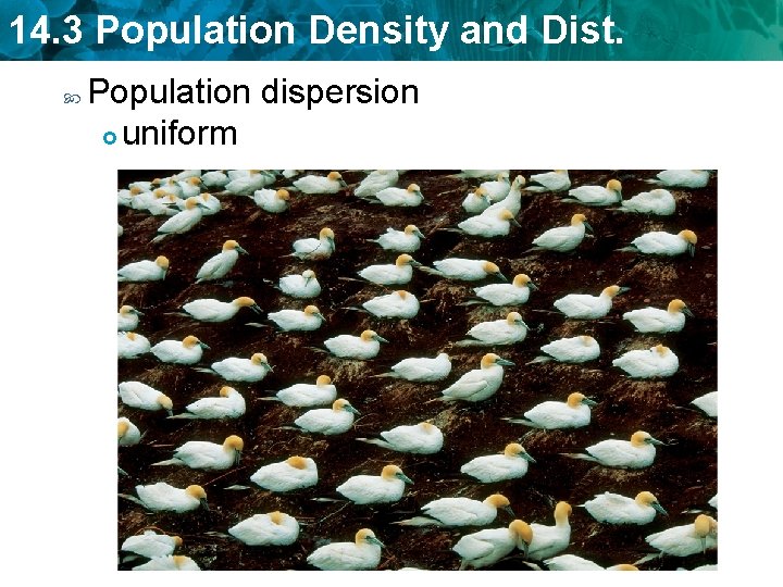 14. 3 Population Density and Dist. Population dispersion uniform 