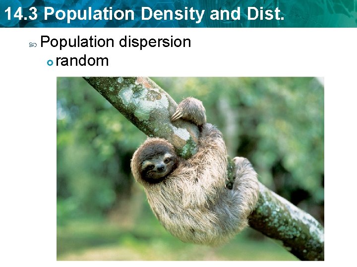 14. 3 Population Density and Dist. Population dispersion random 