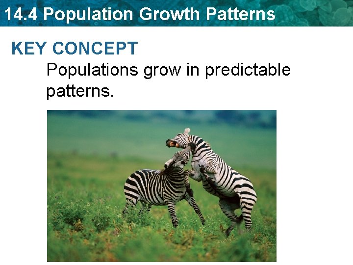 14. 4 Population Growth Patterns KEY CONCEPT Populations grow in predictable patterns. 