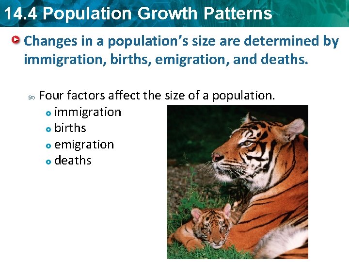14. 4 Population Growth Patterns Changes in a population’s size are determined by immigration,