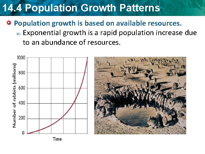 14. 4 Population Growth Patterns Population growth is based on available resources. Exponential growth
