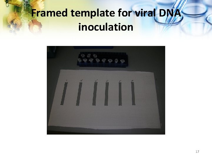 Framed template for viral DNA inoculation 17 
