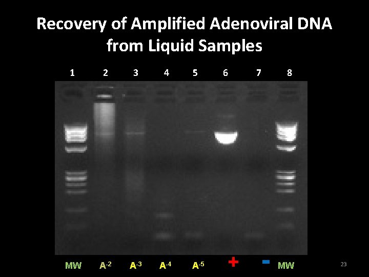 Recovery of Amplified Adenoviral DNA from Liquid Samples 1 2 3 4 MW A-2