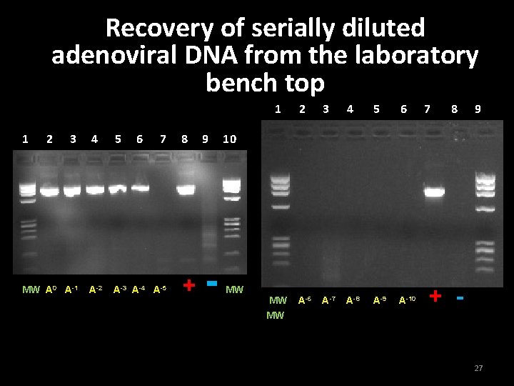 Recovery of serially diluted the laboratory adenoviral DNA from bench top 1 2 3