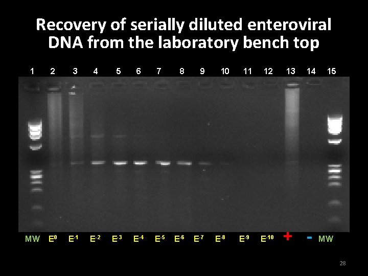Recovery of serially diluted enteroviral DNA from the laboratory bench top 1 2 3