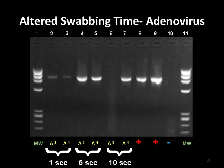 Altered Swabbing Time- Adenovirus 2 3 4 5 6 7 MW A-3 A-4 8