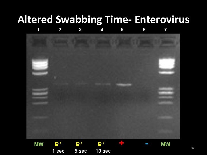 Altered Swabbing Time- Enterovirus 1 MW 2 E-7 1 sec 3 4 E-7 5