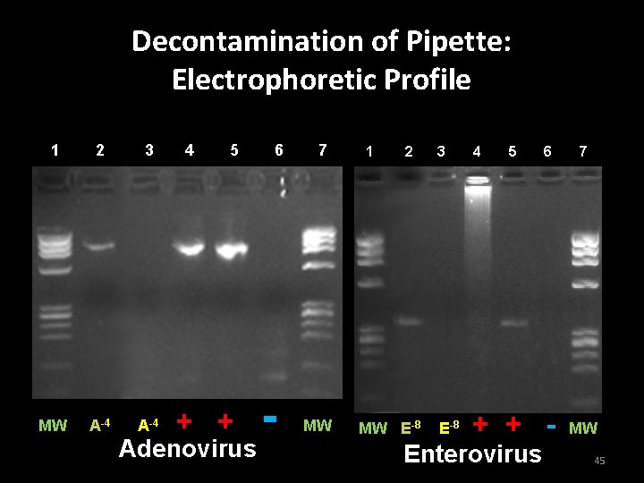 Decontamination of Pipette: Electrophoretic Profile 1 2 3 MW A-4 4 5 + +