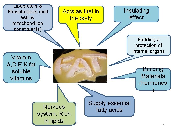 Lipoprotein & Phospholipids (cell wall & mitochondrion constituents) Acts as fuel in the body