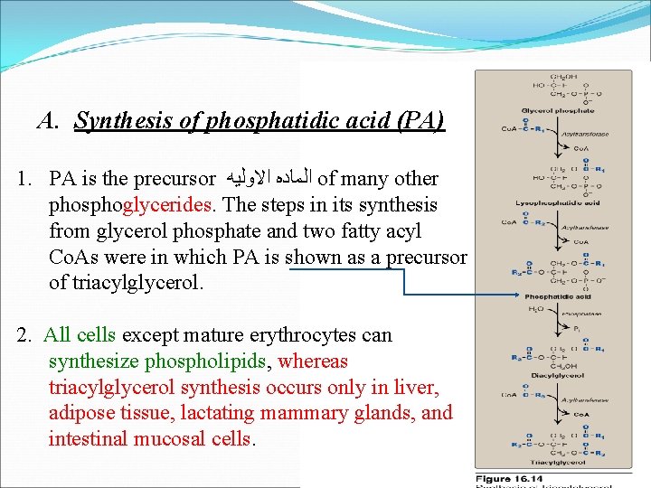 A. Synthesis of phosphatidic acid (PA) 1. PA is the precursor ﺍﻻﻭﻟﻴﻪ ﺍﻟﻤﺎﺩﻩ of