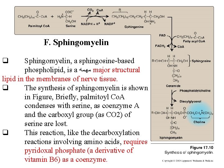 F. Sphingomyelin q Sphingomyelin, a sphingosine-based phospholipid, is a ﻣﻬﻤﻪ major structural lipid in