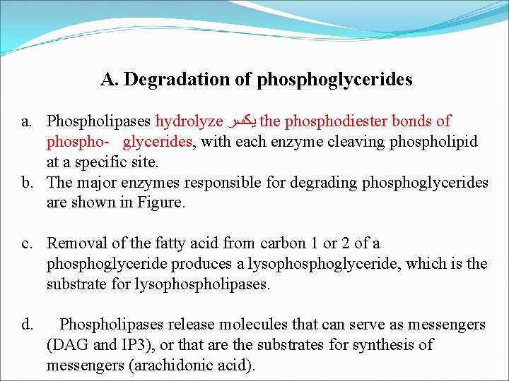 A. Degradation of phosphoglycerides a. Phospholipases hydrolyze ﻳﻜﺴﺮ the phosphodiester bonds of phospho- glycerides,