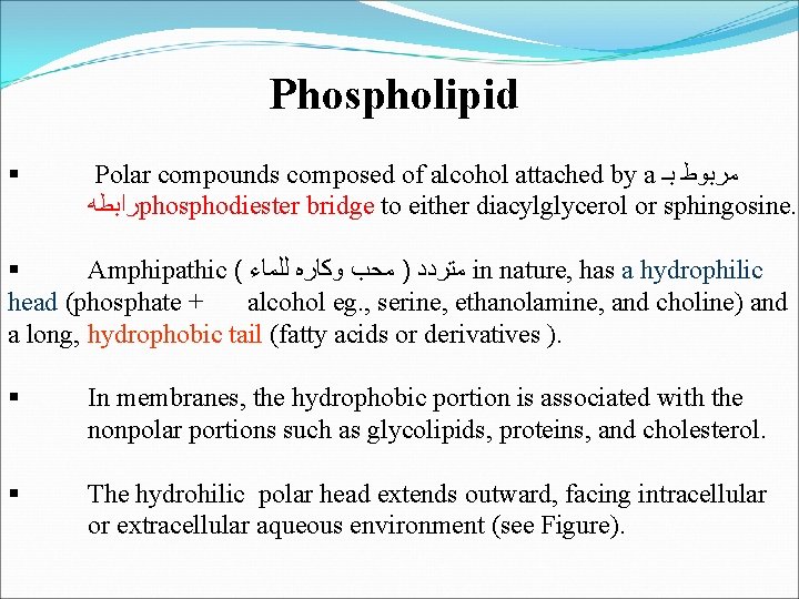 Phospholipid § Polar compounds composed of alcohol attached by a ﺑـ ﻣﺮﺑﻮﻁ ﺭﺍﺑﻄﻪ phosphodiester