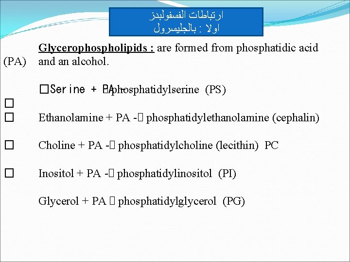  ﺍﺭﺗﺒﺎﻃﺎﺕ ﺍﻟﻔﺴﻔﻮﻟﺒﺪﺯ ﺑﺎﻟﺠﻠﻴﺴﺮﻭﻝ : ﺍﻭﻻ Glycerophospholipids : are formed from phosphatidic acid (PA)