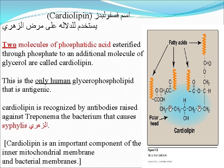 (Cardiolipin) ﻓﺴﻔﻮﻟﺒﺪﺯ ﺍﺳﻢ ﺍﻟﺰﻫﺮﻱ ﻣﺮﺽ ﻋﻠﻰ ﻟﻠﺪﻻﻟﻪ ﻳﺴﺘﺨﺪﻡ Two molecules of phosphatidic acid esterified