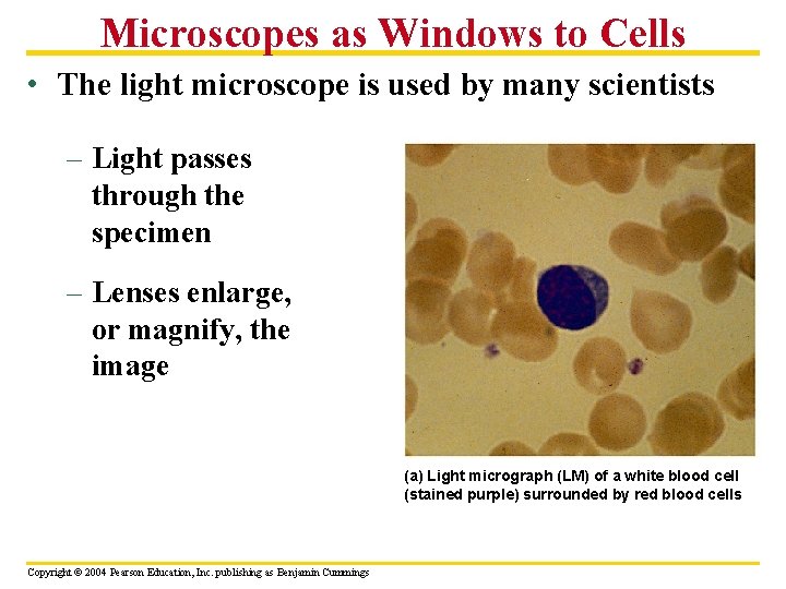 Microscopes as Windows to Cells • The light microscope is used by many scientists