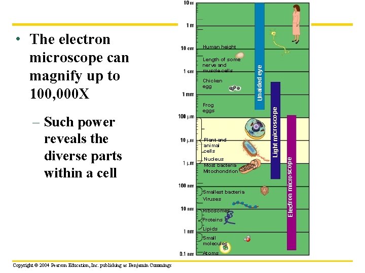 Chicken egg Frog eggs Plant and animal cells Nucleus Most bacteria Mitochondrion Smallest bacteria