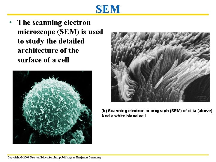 SEM • The scanning electron microscope (SEM) is used to study the detailed architecture