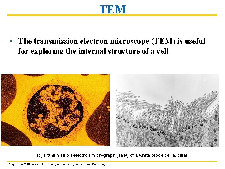 TEM • The transmission electron microscope (TEM) is useful for exploring the internal structure