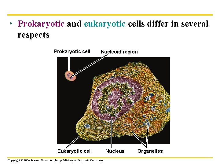  • Prokaryotic and eukaryotic cells differ in several respects Prokaryotic cell Nucleoid region