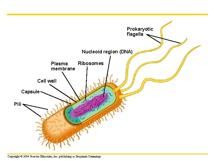 Prokaryotic flagella Nucleoid region (DNA) Ribosomes Plasma membrane Cell wall Capsule Pili Copyright ©