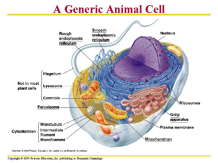 A Generic Animal Cell Copyright © 2004 Pearson Education, Inc. publishing as Benjamin Cummings