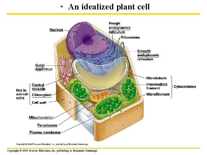  • An idealized plant cell Copyright © 2004 Pearson Education, Inc. publishing as