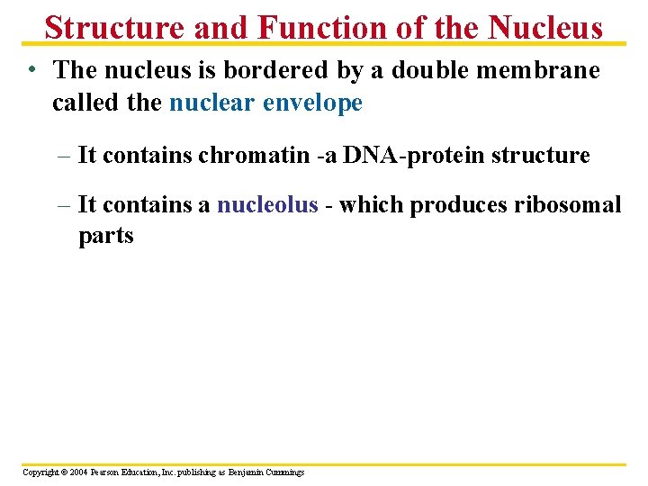 Structure and Function of the Nucleus • The nucleus is bordered by a double