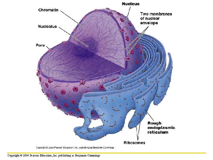 Copyright © 2004 Pearson Education, Inc. publishing as Benjamin Cummings 
