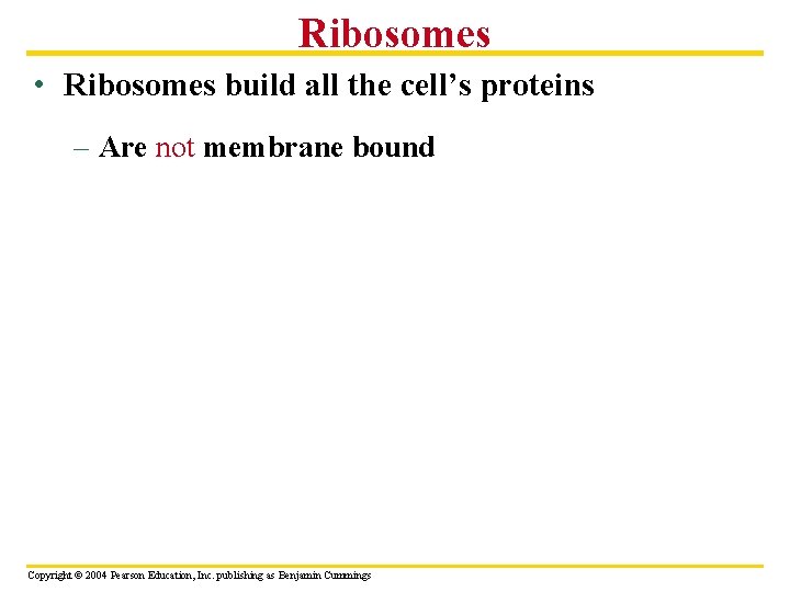 Ribosomes • Ribosomes build all the cell’s proteins – Are not membrane bound Copyright