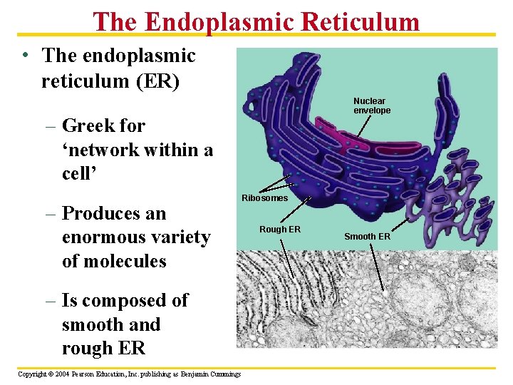 The Endoplasmic Reticulum • The endoplasmic reticulum (ER) Nuclear envelope – Greek for ‘network