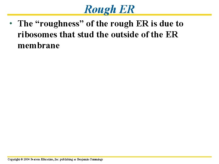 Rough ER • The “roughness” of the rough ER is due to ribosomes that