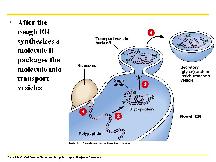  • After the rough ER synthesizes a molecule it packages the molecule into
