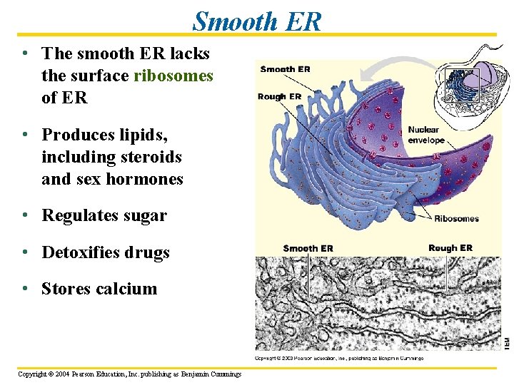 Smooth ER • The smooth ER lacks the surface ribosomes of ER • Produces