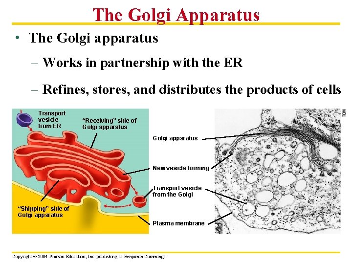 The Golgi Apparatus • The Golgi apparatus – Works in partnership with the ER