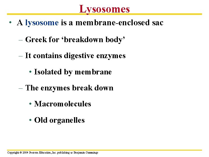 Lysosomes • A lysosome is a membrane-enclosed sac – Greek for ‘breakdown body’ –