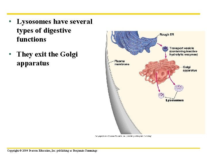  • Lysosomes have several types of digestive functions • They exit the Golgi