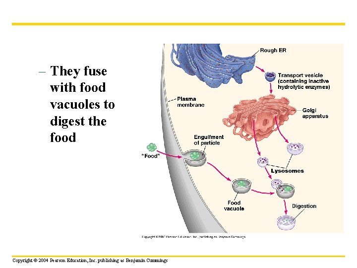 – They fuse with food vacuoles to digest the food Copyright © 2004 Pearson