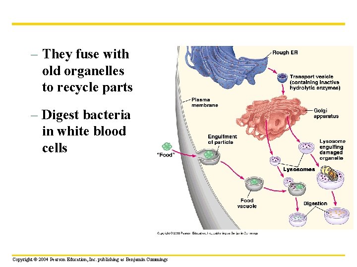 – They fuse with old organelles to recycle parts – Digest bacteria in white