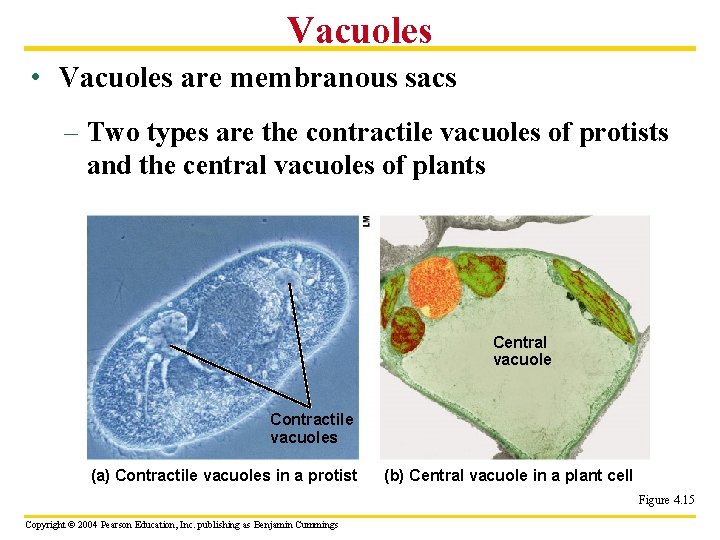 Vacuoles • Vacuoles are membranous sacs – Two types are the contractile vacuoles of