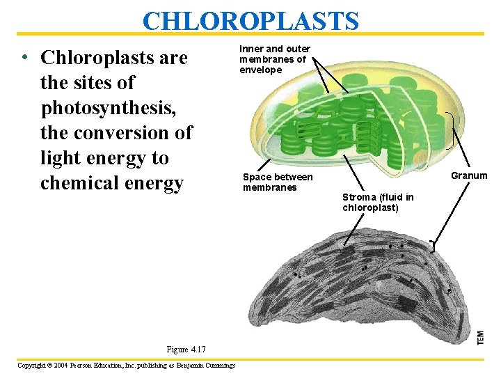CHLOROPLASTS • Chloroplasts are the sites of photosynthesis, the conversion of light energy to