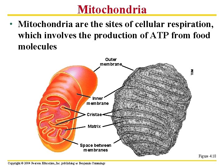 Mitochondria • Mitochondria are the sites of cellular respiration, which involves the production of
