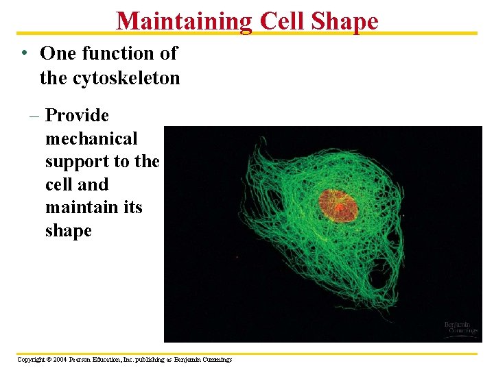 Maintaining Cell Shape • One function of the cytoskeleton – Provide mechanical support to
