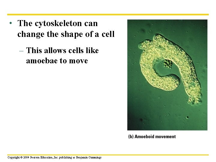  • The cytoskeleton can change the shape of a cell – This allows