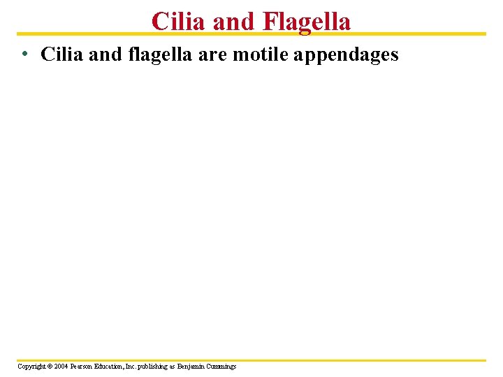 Cilia and Flagella • Cilia and flagella are motile appendages Copyright © 2004 Pearson