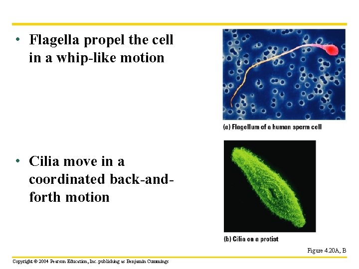  • Flagella propel the cell in a whip-like motion • Cilia move in