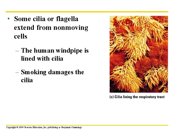  • Some cilia or flagella extend from nonmoving cells – The human windpipe