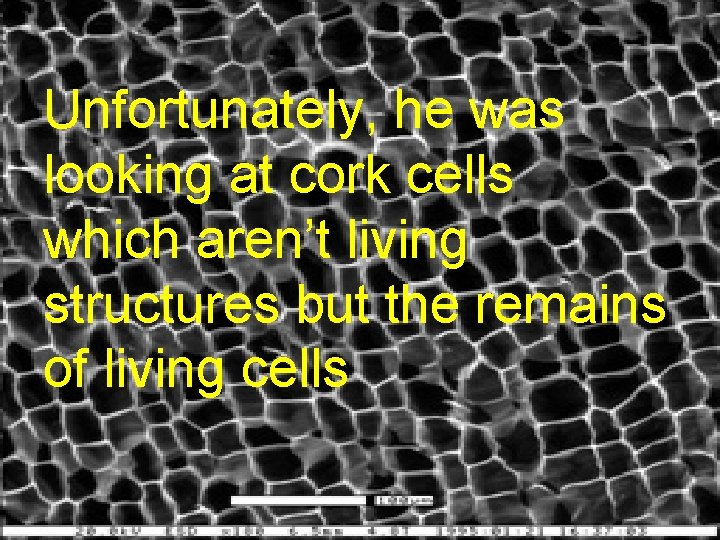 Unfortunately, he was looking at cork cells which aren’t living structures but the remains