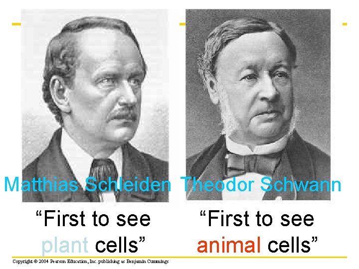 Matthias Schleiden Theodor Schwann “First to see plant cells” Copyright © 2004 Pearson Education,